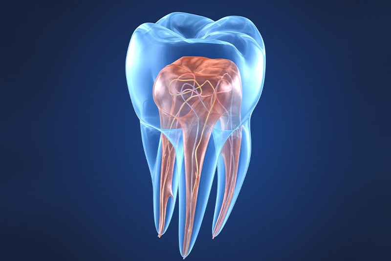 tooth anatomy graphics